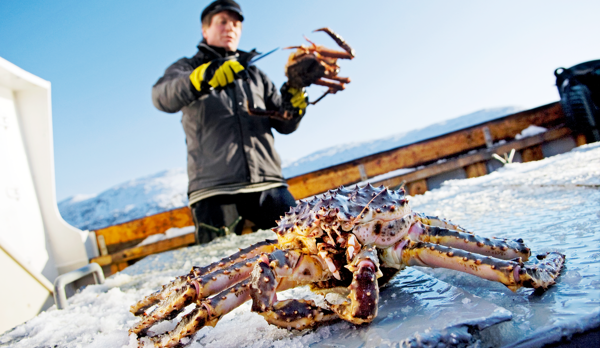 
Kongekrabbe på dekk på en fiskebåt, en fisker står i bakgrunnen på bildet. 