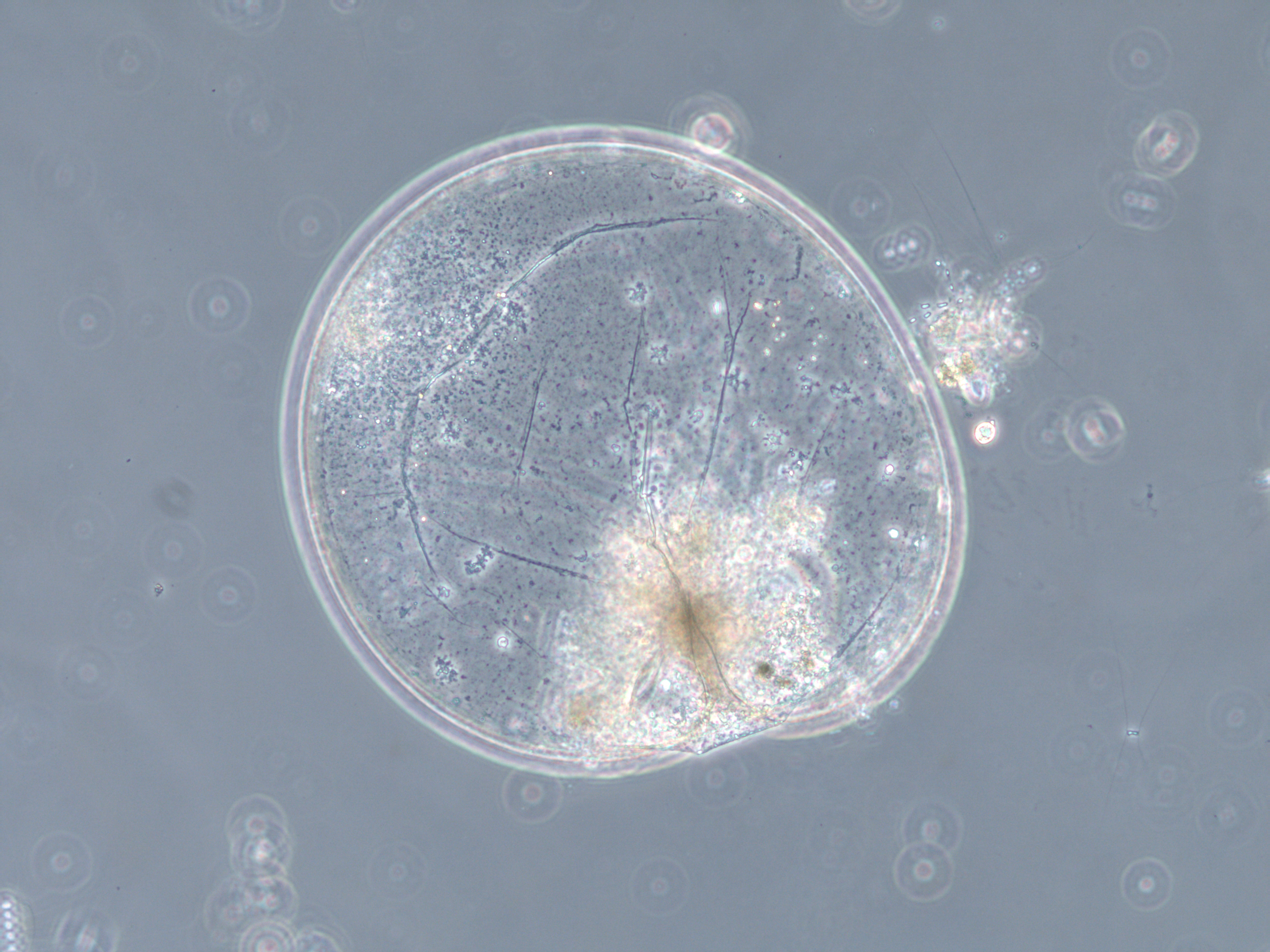 Fotografi av algecellens overflate (Noctiluca scintillans)