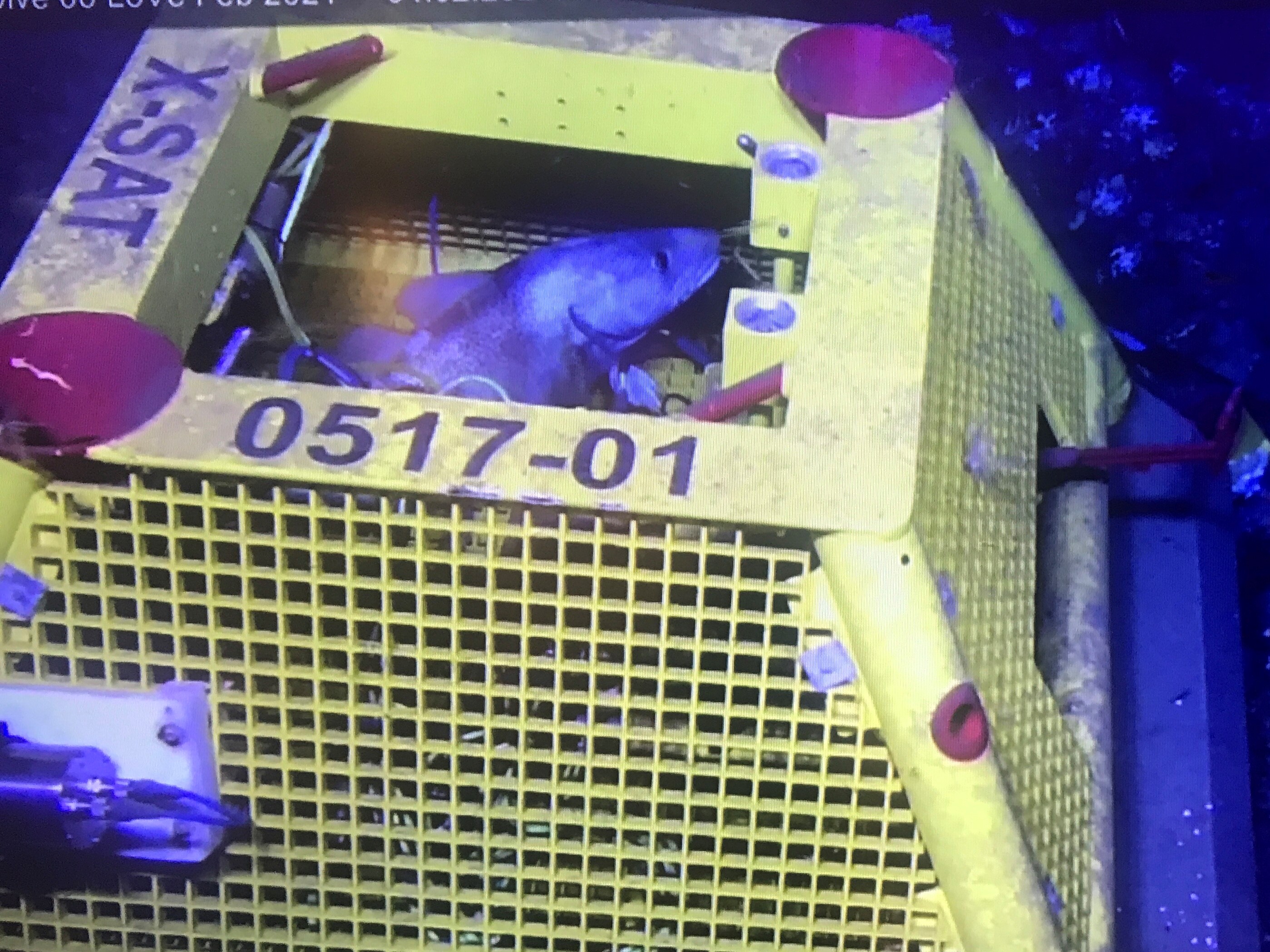 En fisk som hviler i hulrommet på en gul observasjonsplattform på havbunnen.
