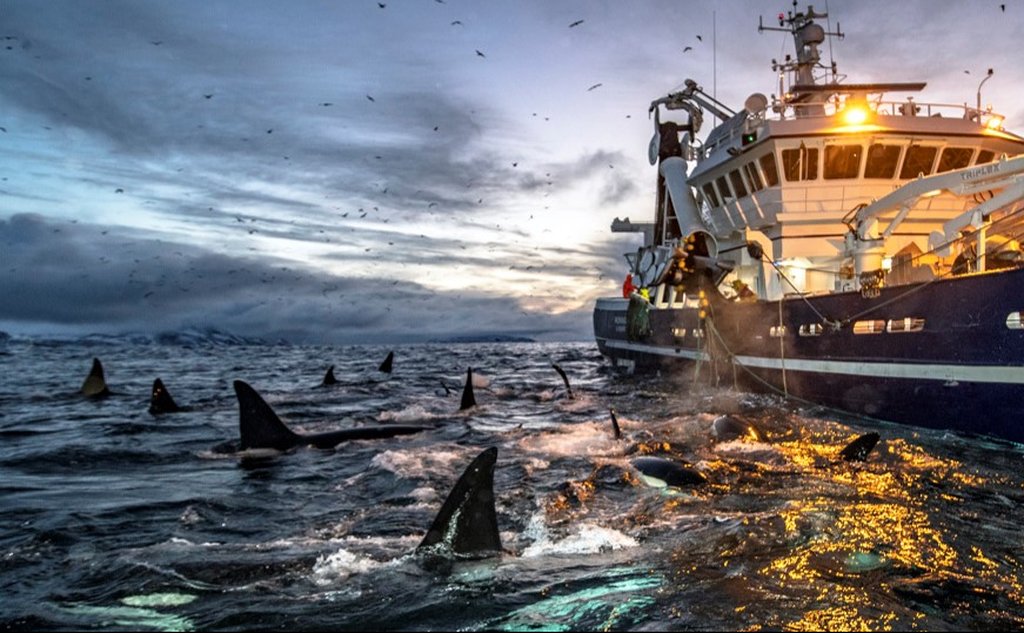 Flere svarte hvalfinner som stikker opp av overflaten ved siden av et fiskefartøy.