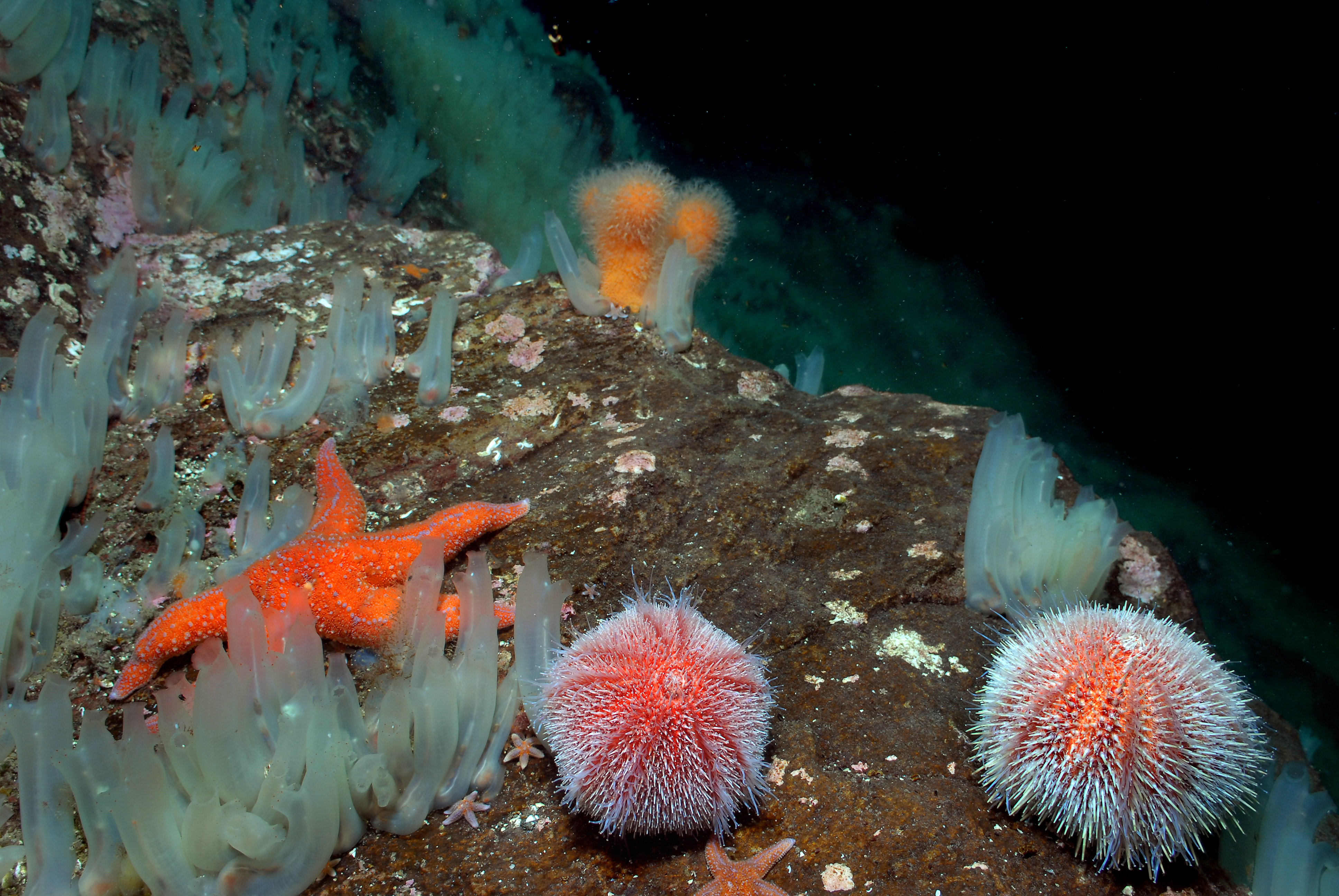 sea ​​urchin on the sea floor