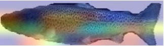 foto av en fisk med farge på