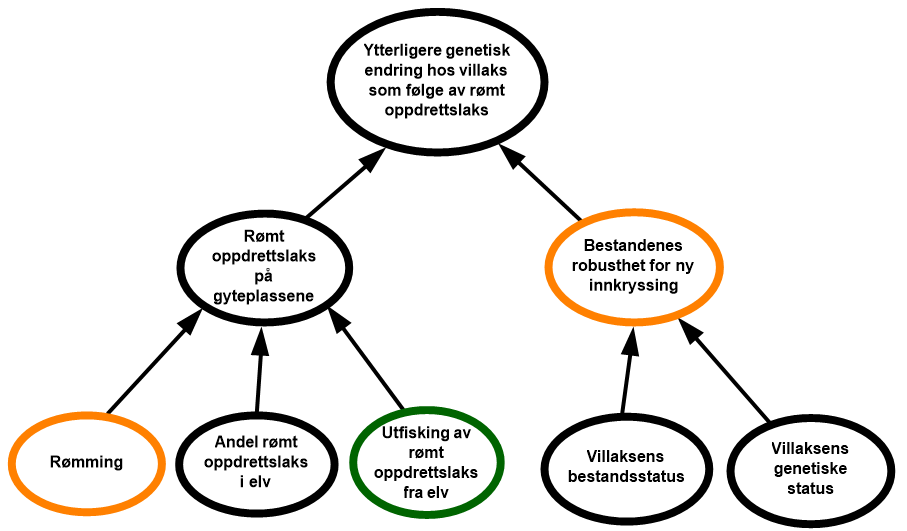 diagram risikovurdering rømt oppdrettslaks